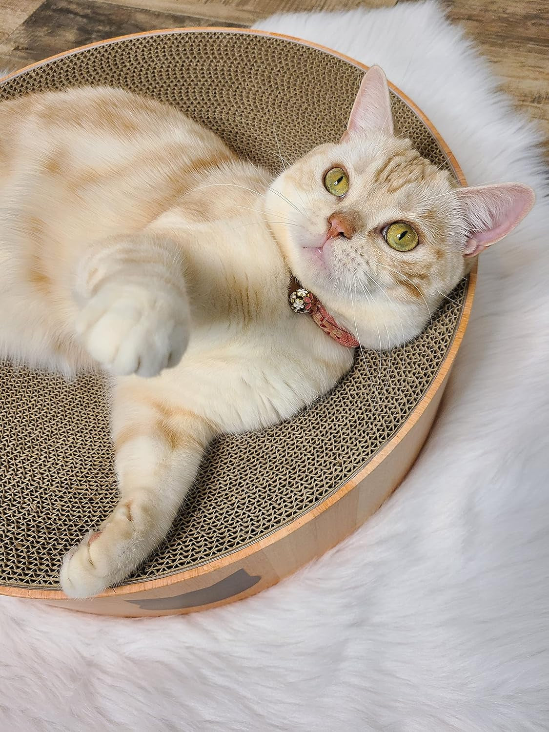 Cozy Cat Scratcher Bowl, 100% Recycled Paper, Chemical-Free Materials, No.1 Sellr in Japan! (Bowl (Oak), Regular)